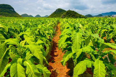 煙田與煙草 歷史、文化與爭議的交織